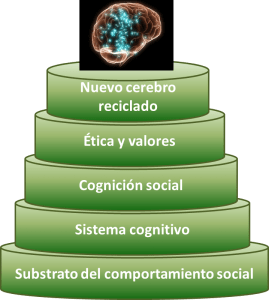 Cerebro peldaños