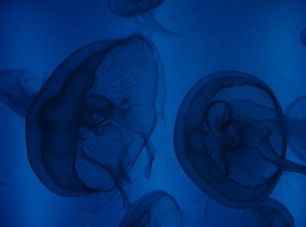 Biomimética, equipos de trabajo intergeneracionales