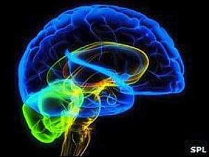 CEREBRO