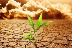 resiliencia-narturaleza