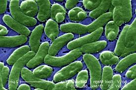 BACTERIAS